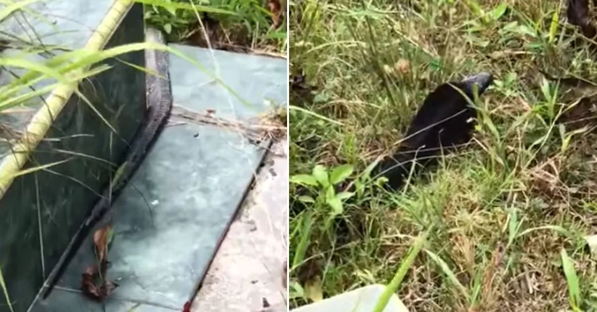 NETIZEN SPOTTED BLACK SPITTING COBRA AT CCK CEMETERY