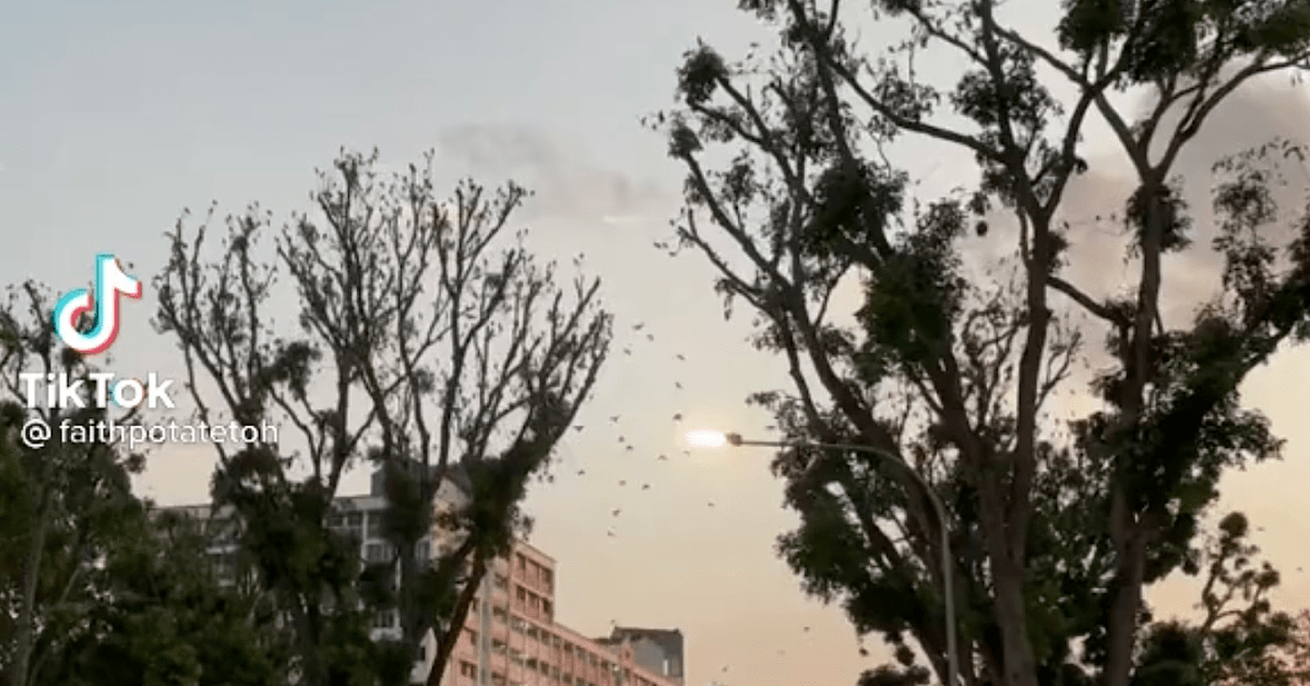 XMM CLAIMS MANY NOISY BIRD AT NEIGHBOURHOOD WANTS TO TAKE GUN SHOOT THEM