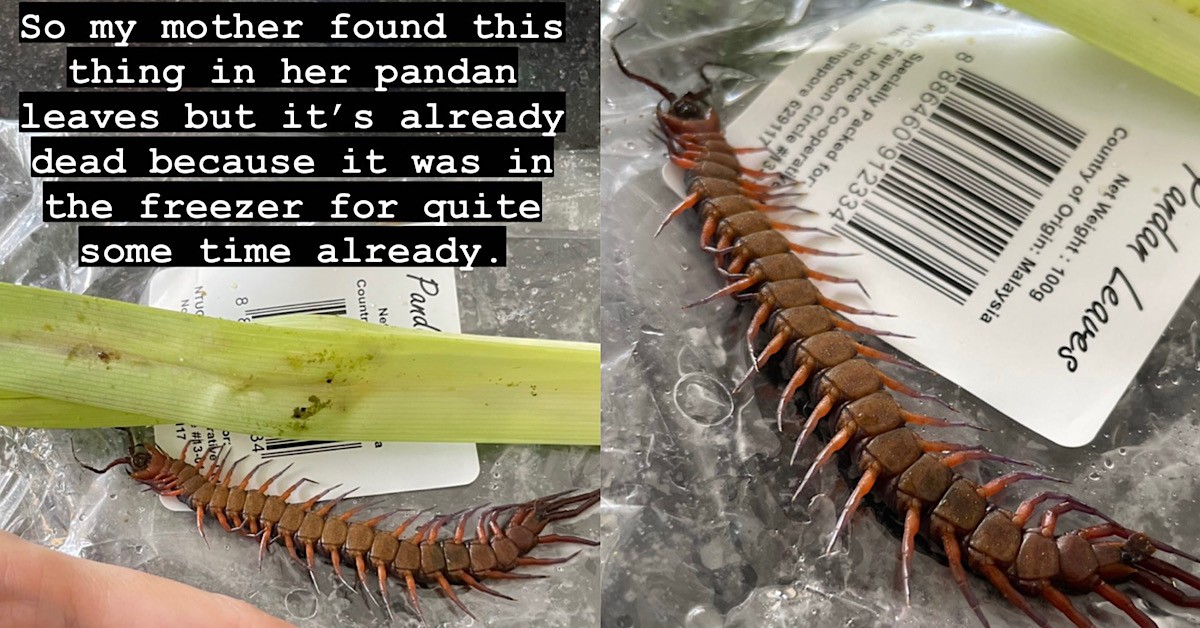 CENTIPEDE ALLEGEDLY FOUND IN FAIRPRICE BOUGHT PANDAN LEAVES