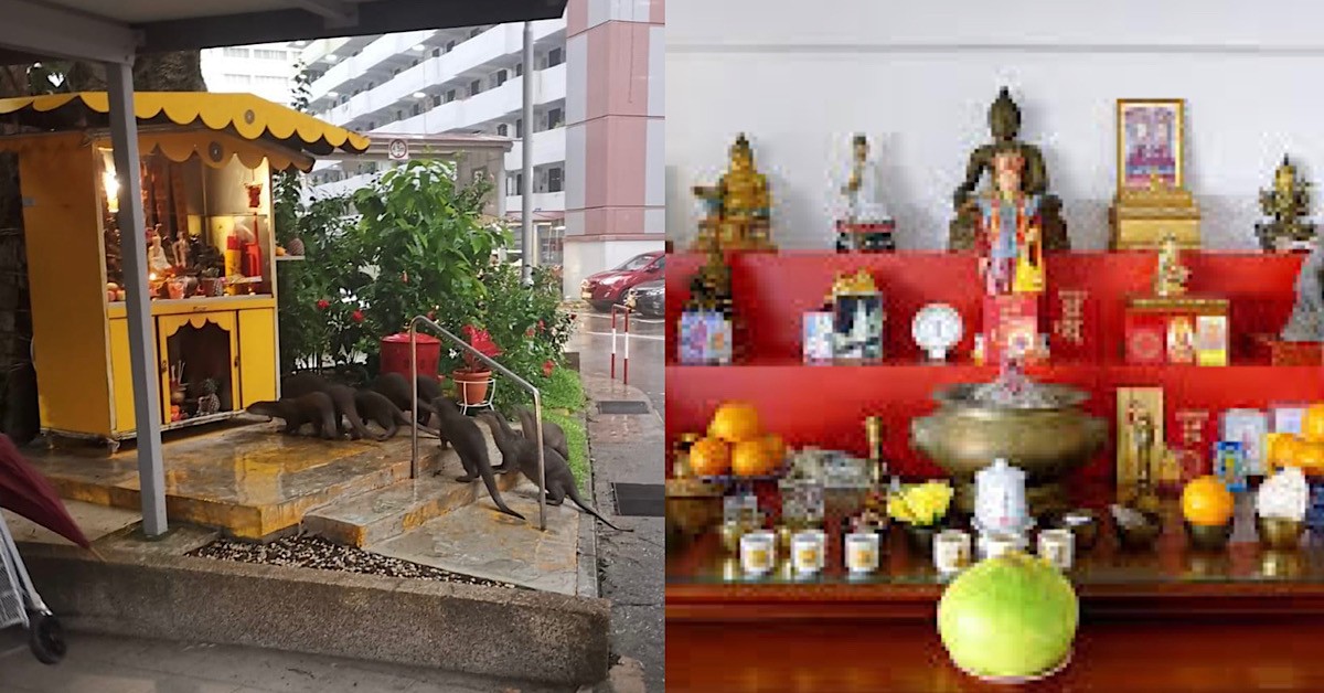 OTTERS TRYING TO TAKE FOOD FROM ALTAR IN BROAD DAYLIGHT