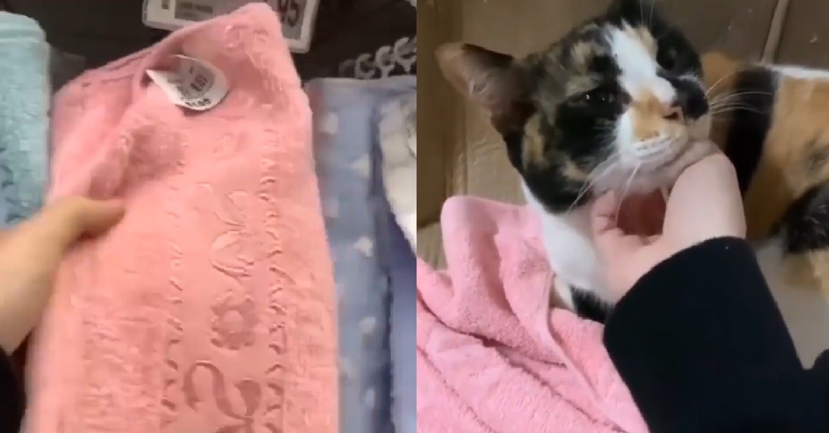 KIND XMM BUY BLANKETS FOR STRAY CATS, SCARED THEY FEEL COLD