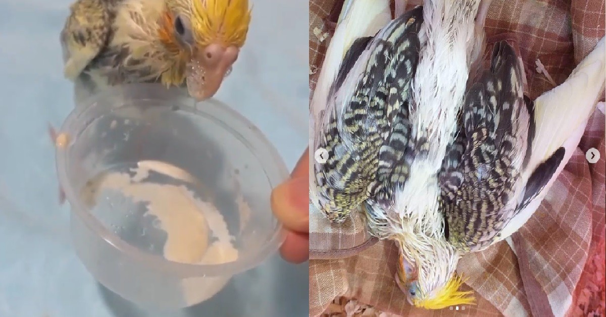 PET SHOP ALLEGEDLY SOLD CUSTOMER A SICK BIRD, REFUSED TO GIVE REFUND