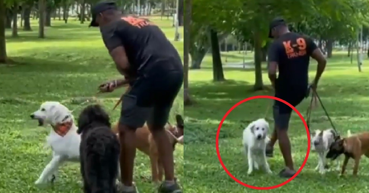 POOR DOGGOS BEING CHOKED, DRAGGED AND KICKED BY TRAINER