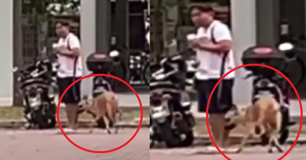 DOG TRAINER USE ELECTRIC SHOCK COLLAR ON DOG, WHO SCREAMS WHEN ZAPPED