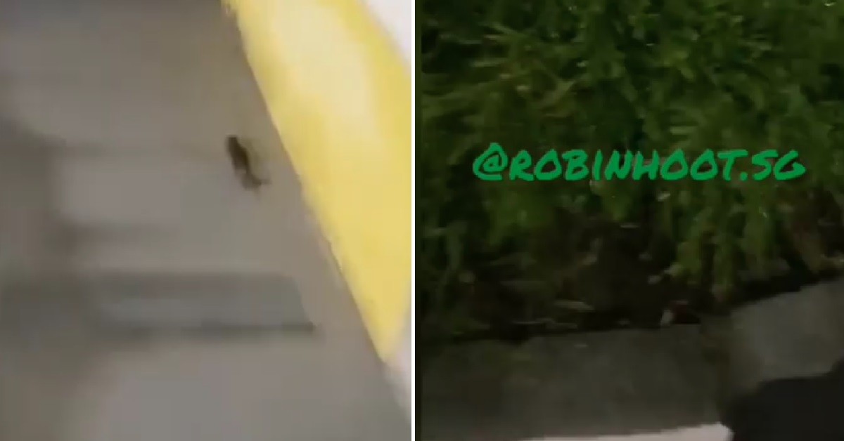 REAL LIFE TOM & JERRY – MATREP CHASING MOUSE, SHOUTING: “POO KEY MAK!”