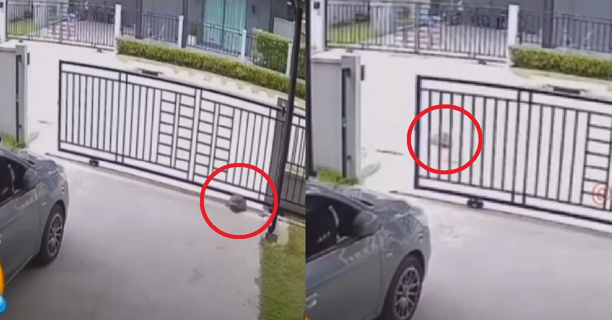 TORTOISE OWNSELF OPEN FRONT GATE AND ESCAPED, CAUGHT BY PASSERBY