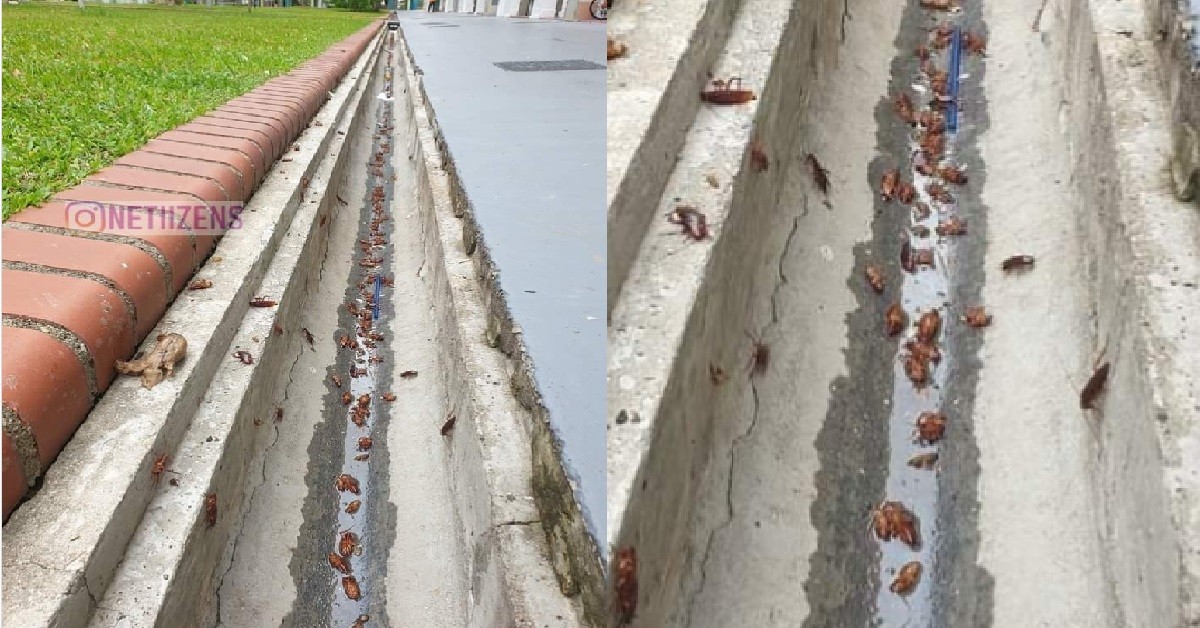 LONGKANG AT FOOT OF HDB SEEN INFESTED WITH DEAD COCKROACHES