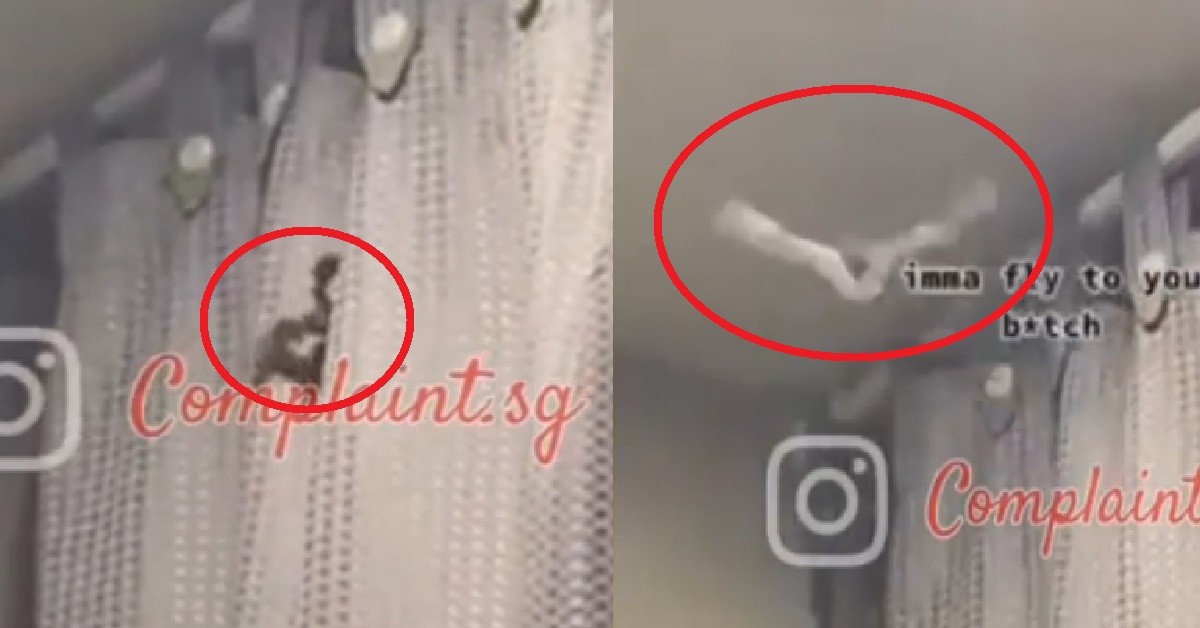 BAT FLY INTO HOUSE, XMM RUN AWAY SCREAMING “AAAHHH! PAPA!”