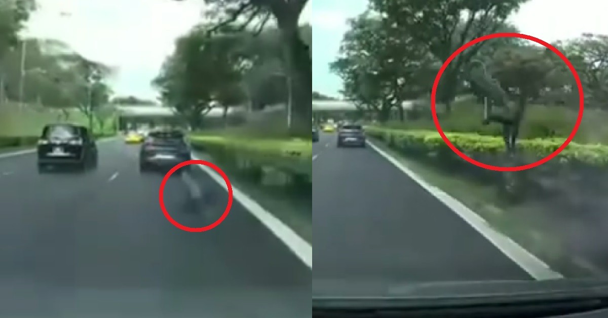 BIRD ON EXPRESSWAY KENA BANG BY CAR, TRY TO FLY AWAY KENA BANG BY 2ND CAR