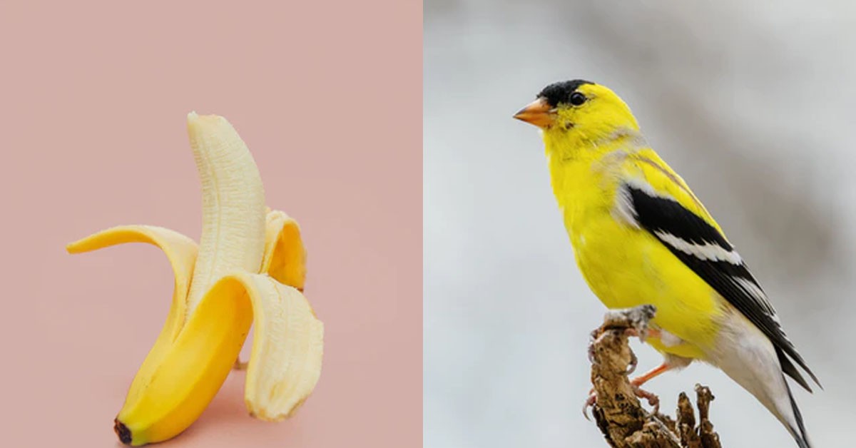 GF GOSSIPS ABOUT BF’S BIRD SIZE BEHIND HIS BACK, NOW HE FEELS HIS BIRD CANNOT FLY