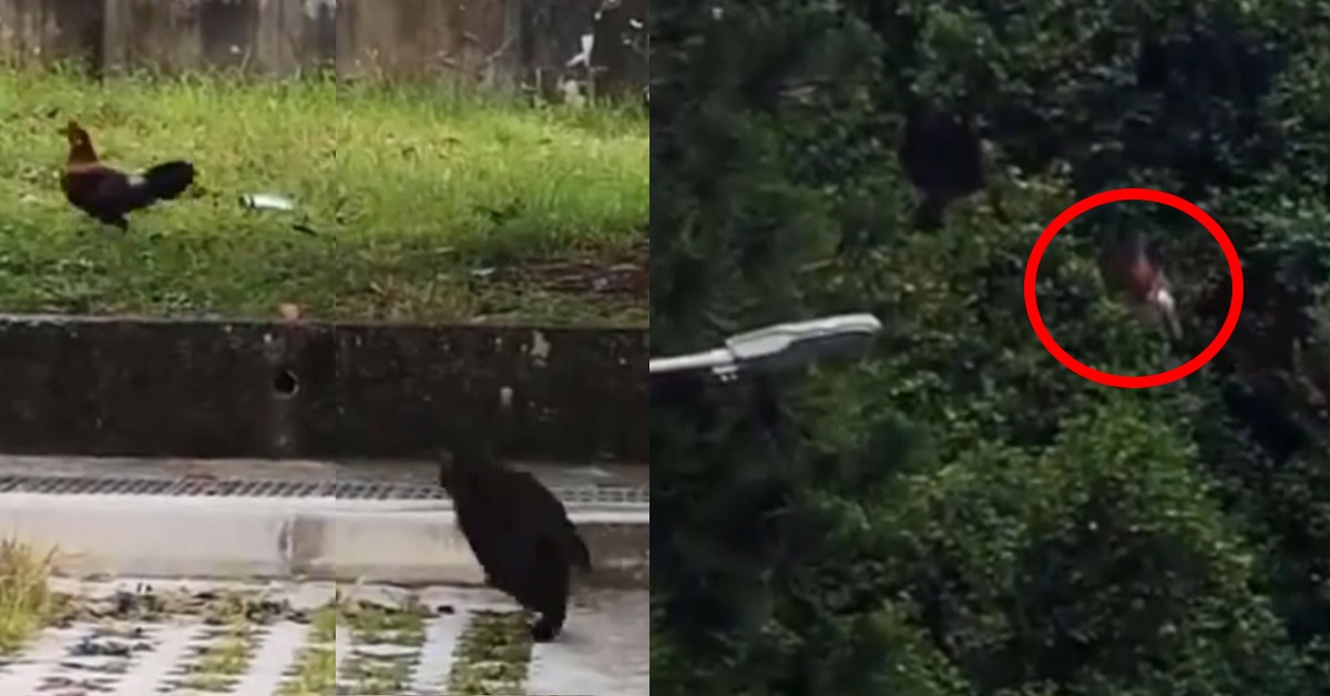 RARE FOOTAGE OF CHICKEN FLYING TO TREE AFTER BEING CHASED BY A CAT
