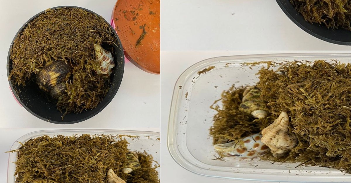 ICA DETECTS SMUGGLE OF HERMIT CRABS AT CHANGI AIRFREIGHT CENTRE