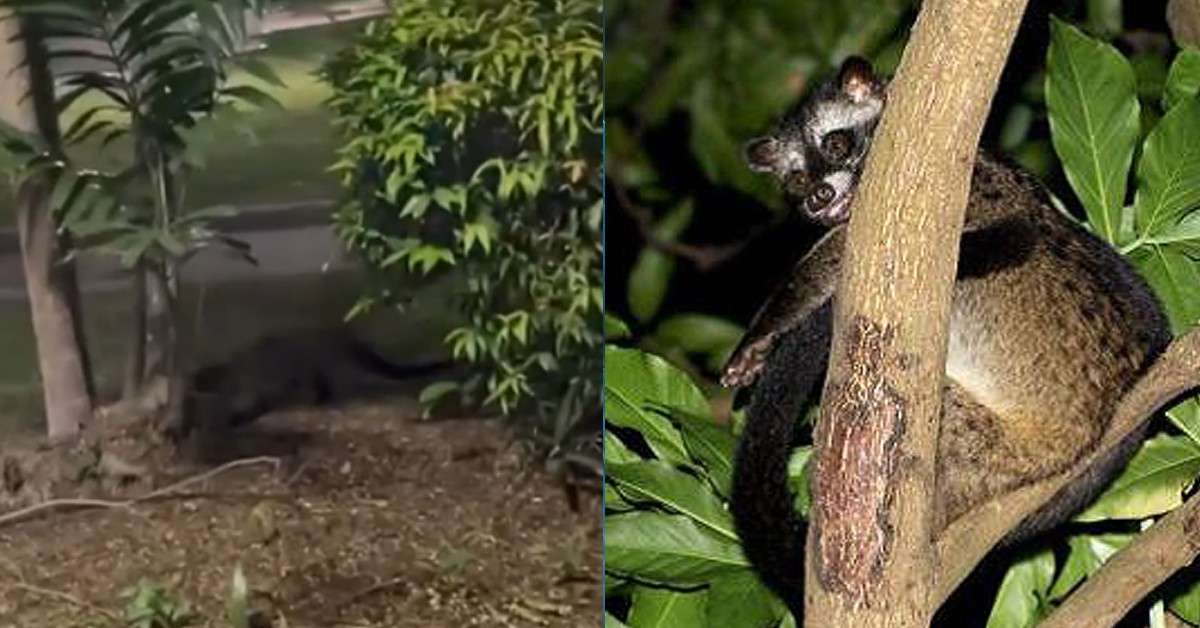 ULTRA RARE CIVET SPOTTED IN HDB ESTATE, ALMOST EXTINCT IN SG