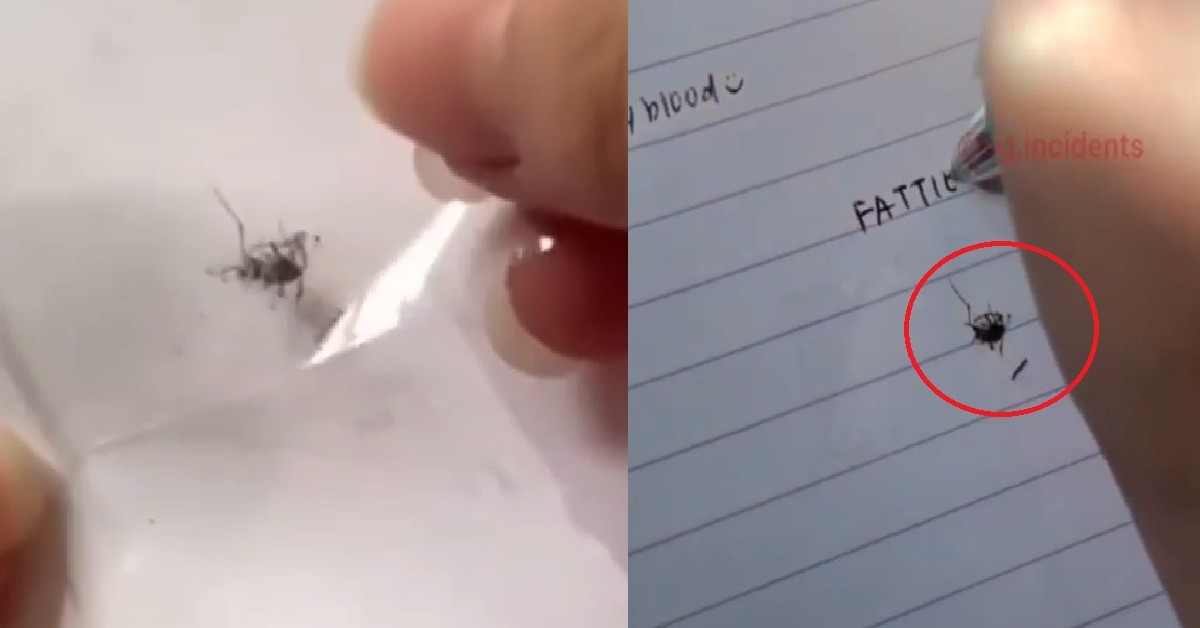 PSYCHO XMM KILL MOSQUITO THEN KEEP THE BODY INSIDE HER NOTEBOOK