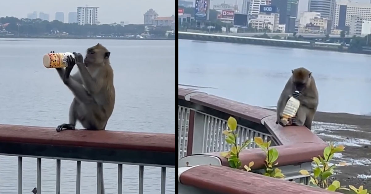 MONKEY DRINKS BUBBLE TEA AT WOODLANDS WATERFRONT