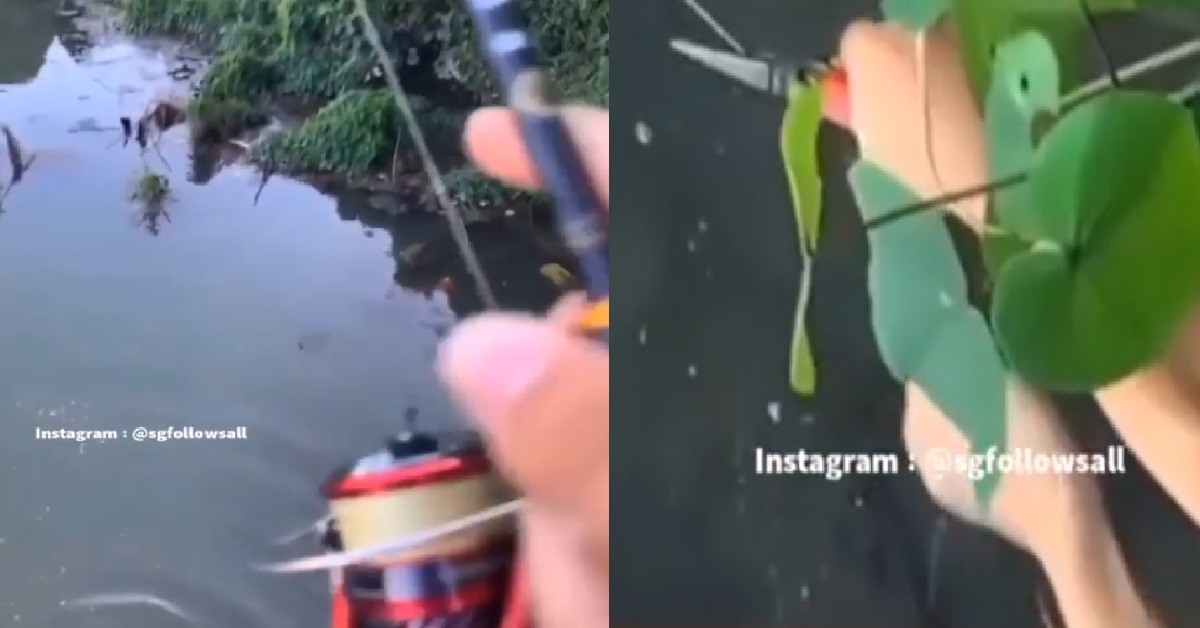 YPS FISHING, HOOK UNTIL TURTLE, CUT FISHING LINE & LEAVE IT TO DIE