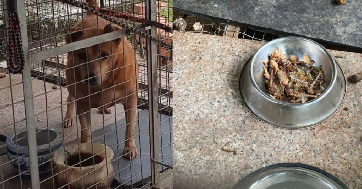 POOR DOG LOCKED UP IN SMALL CAGE @ JURONG TEMPLE, FED WITH BONES