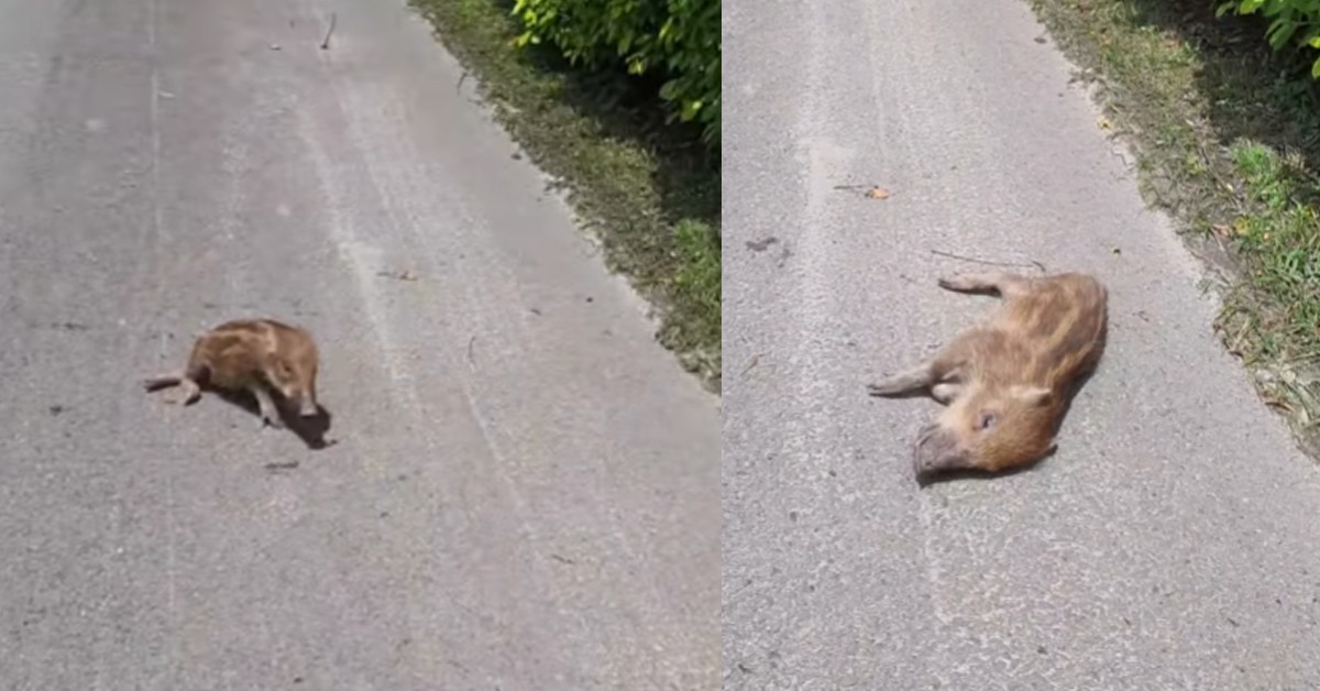 PIGLET KNOCKDOWN BY CAR ON EXPRESSWAY (KJE)