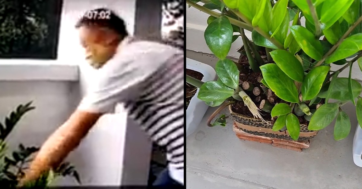 UNCLE PLUCK NEIGHBOURS PLANTS AND THROW THEM DOWNSTAIRS