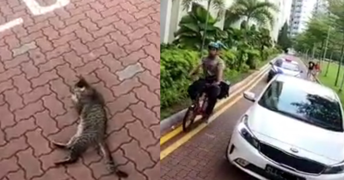 “LION KING” BLOCKS TRAFFIC, KIND UNCLE BRINGS IT TO SAFETY