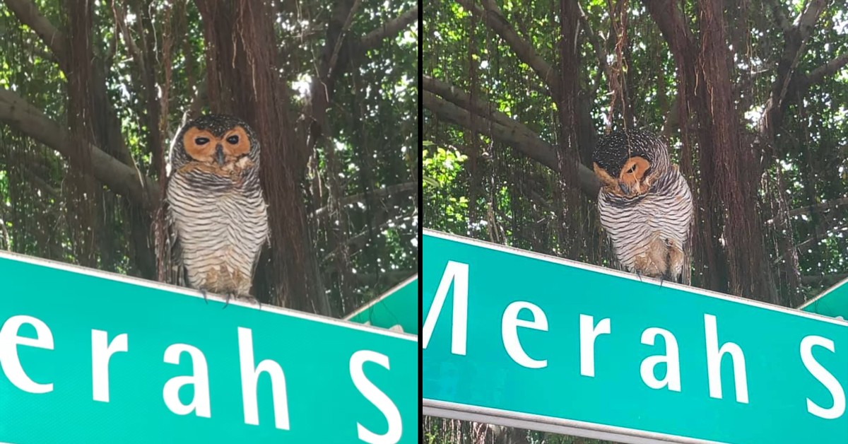 RARE SPOTTED WOOD OWL IN HOLLAND VILLAGE, BEAUTIFUL ANIMAL