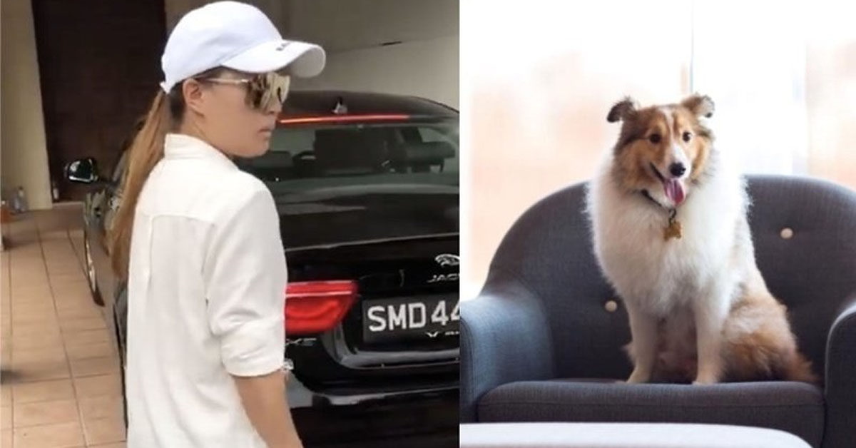 DOG OWNERS APPEAL FOR HEAVIER SENTENCE FOR PLATINUM DOG CLUB OWNER