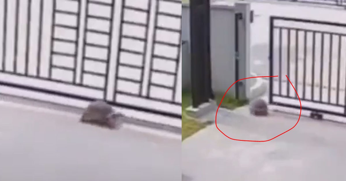 PRISON BREAK, S’PORE TURTLE OPENS GATE AND ESCAPE FROM BUNGALOW