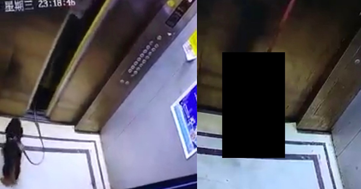 OWNER TOO ENGROSSED WITH PHONE, NEGLECTS POOR DOG WHO UNFORTUNATELY GOT HANGED