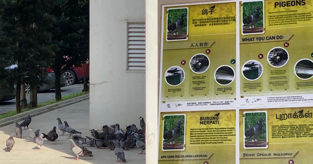 INCONSIDERATE RESIDENTS CONTINUE FEEDING PIGEONS EVEN WITH SIGNAGES IN PLACE