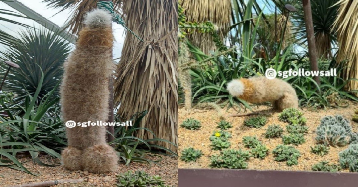CACTUS THAT LOOKS LIKE GIANT KUKUJIAO HAS FALLEN, @ GARDENS BY THE BAY