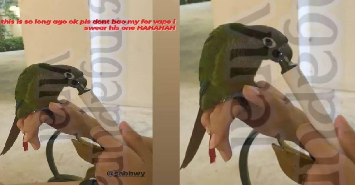 YP FEEDS BIRD WITH ILLEGAL VAPE, SAY IT BELONGS TO THE BIRD