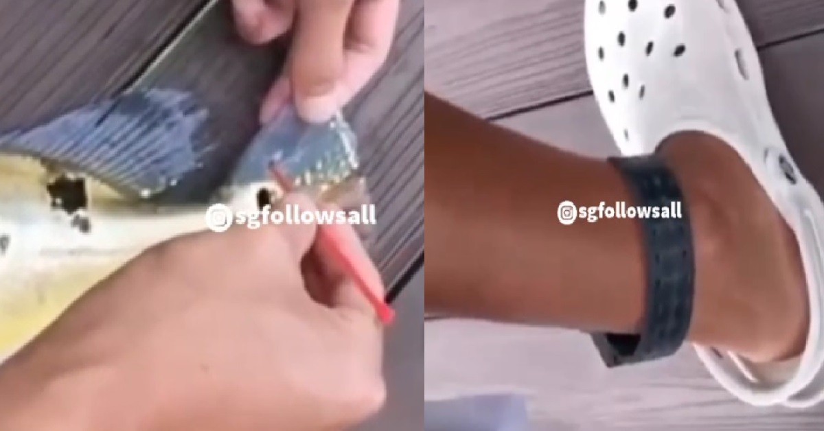 AH BENG WITH TAGGING USE CABLE TIE TO GIVE FISH TAGGING ALSO