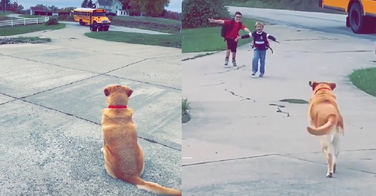 DOGGO SITS AT BUS STOP EVERY DAY, WAIT FOR BOY TO RETURN FROM SCHOOL