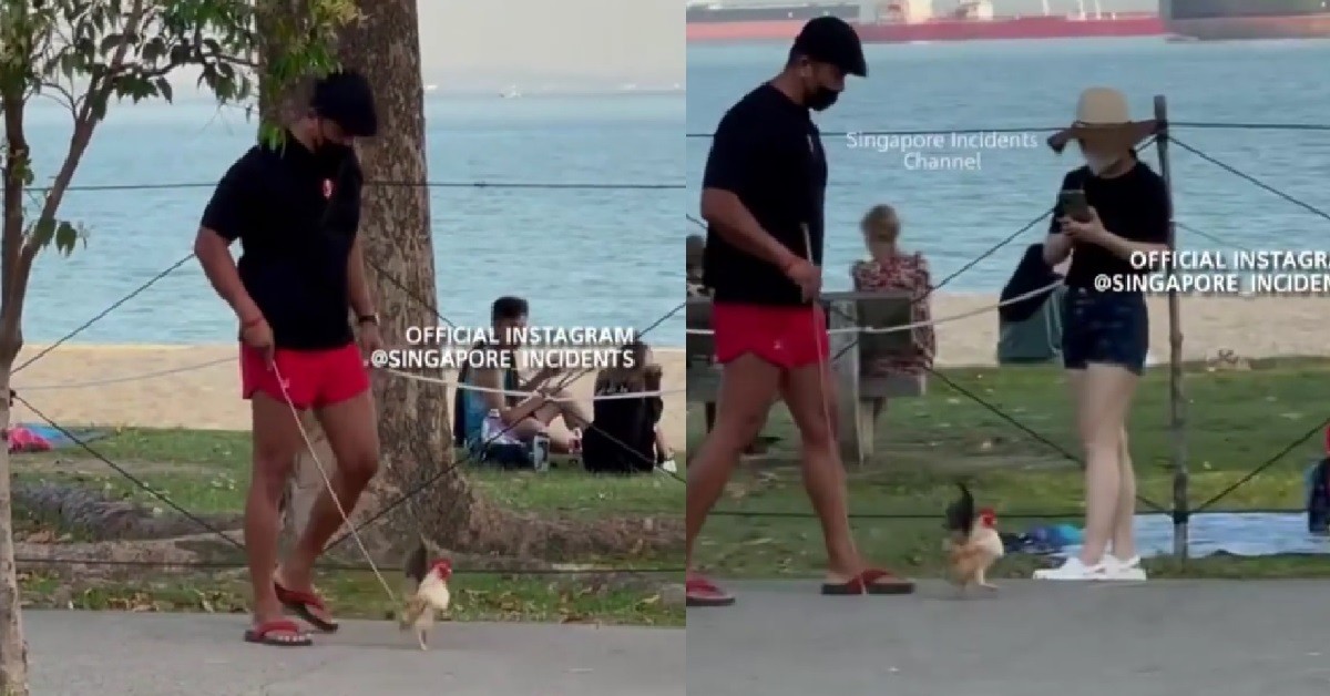 MAN BRING HIS PET ROOSTER WALK AT ECP, BECOME INSTANT CELEBRITY