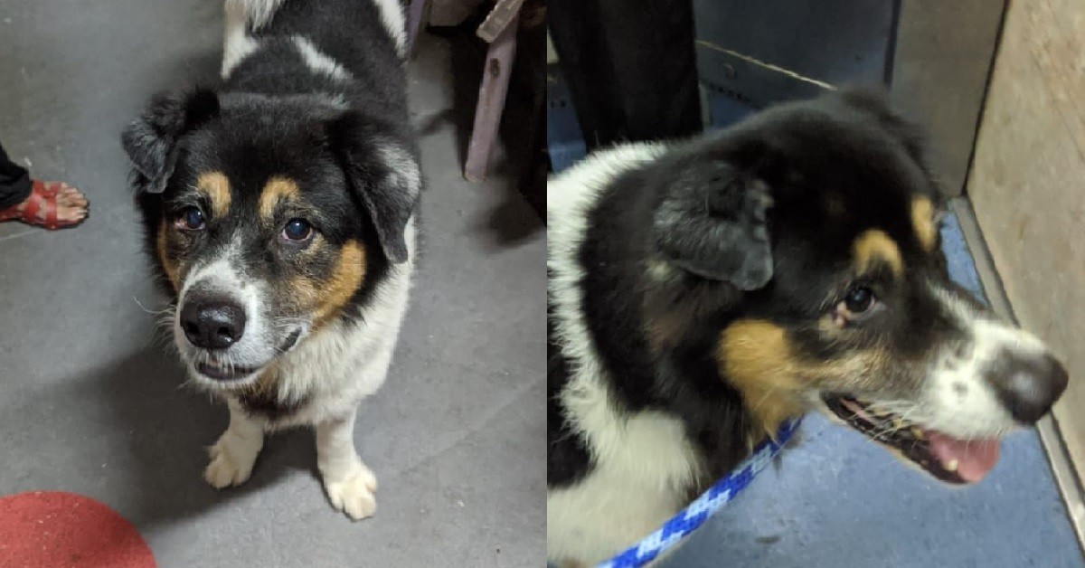 AH MA’S 5 Y.O DOGGO LOOKING FOR NEW HOME DUE TO HER OLD AGE & COMPLAINTS