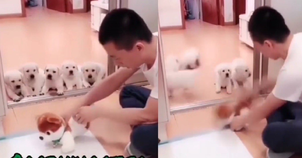 MAN HANTAM TOY DOG TO TRAIN HIS PUPPIES NOT TO PEE ON THE FLOOR