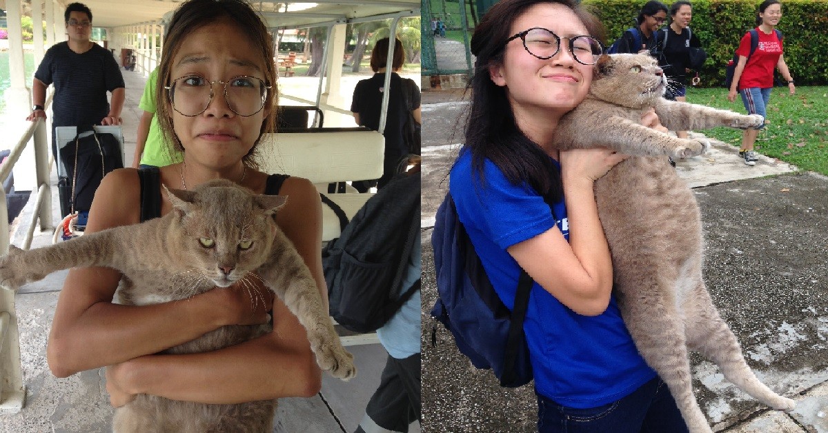 BELOVED CAT ON ST JOHN’S ISLAND, AH BUI, PASSED AWAY OF OLD AGE