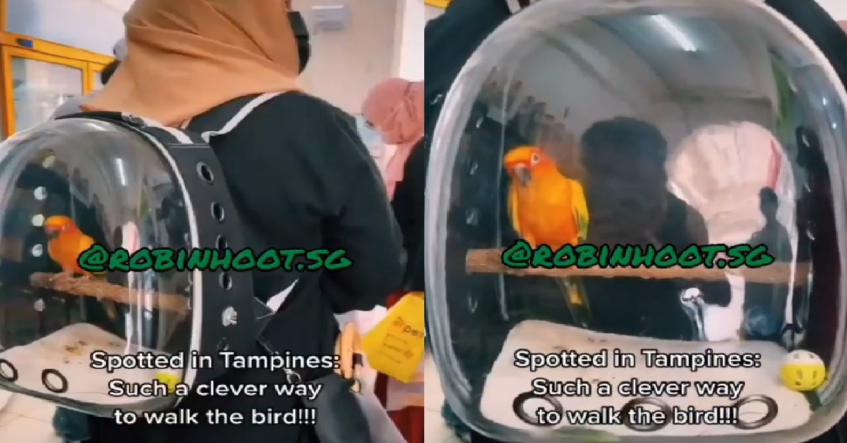 WOMAN BROUGHT HER PET PARROT OUT FOR A WALK INSIDE BAG
