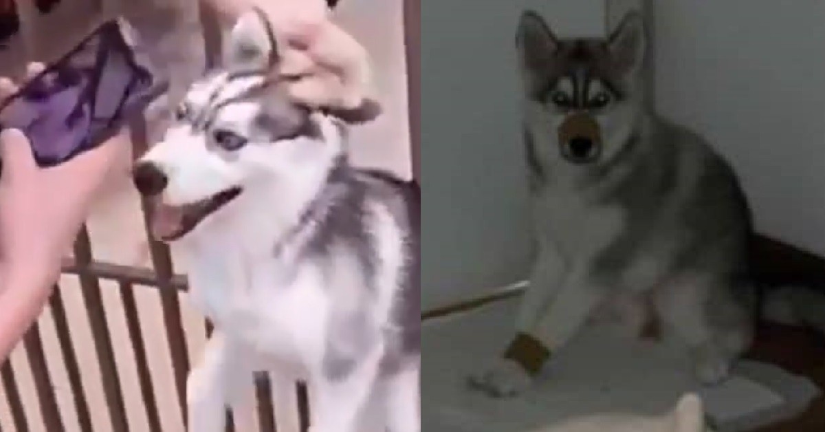 SICK GUY DUCT-TAPED PUPPY’S MOUTH AND LEGS TOGETHER FOR VIDEO