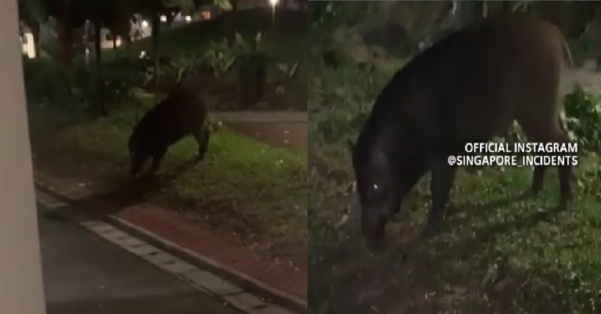 WILD BOAR ROAMING AROUND HDB ESTATE SCAVENGING FOR FOOD