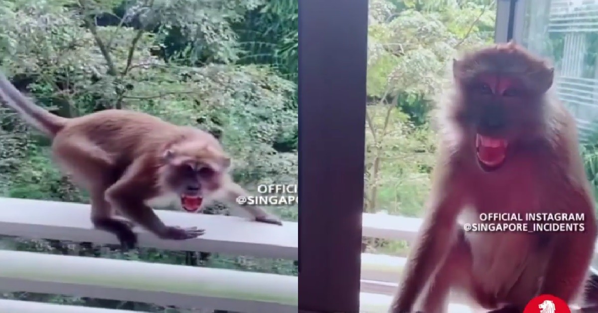 MONKEY BROKE INTO NTU DORM, BARES ITS FANGS AT THE RESIDENTS