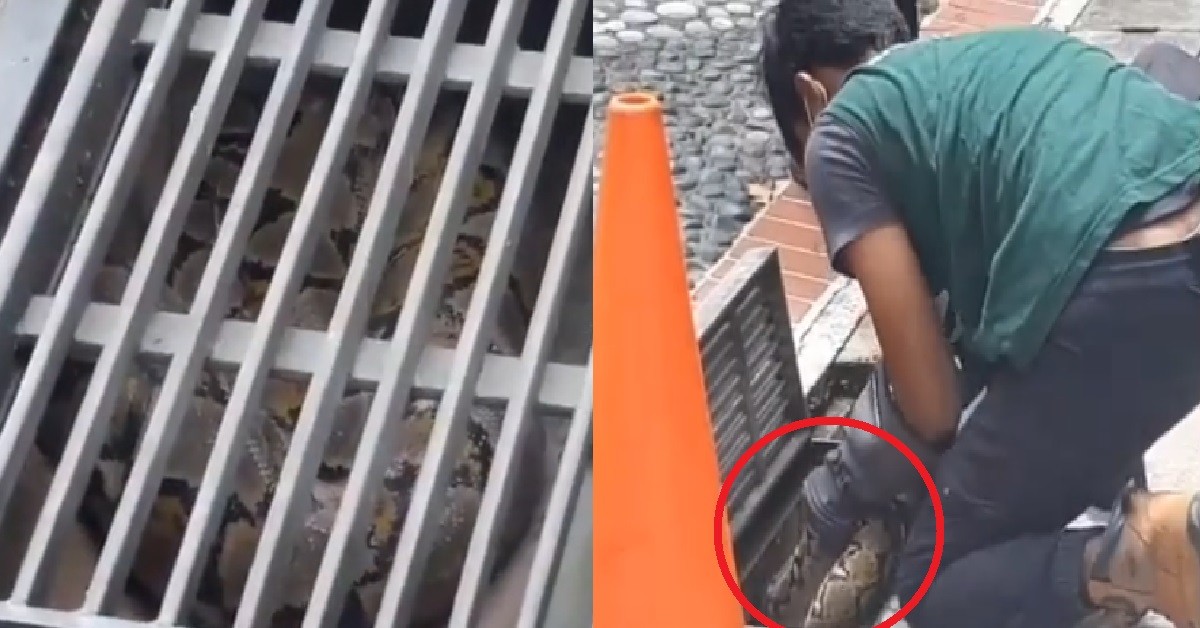 HUGE PYTHON SPOTTED HIDING INSIDE LONGKANG AT ADMIRALTY