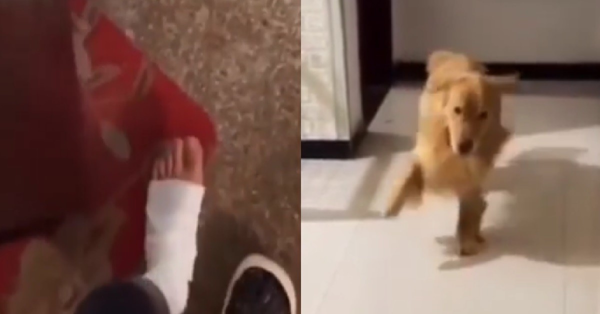 DOG MAKE FUN OF OWNER’S INJURED LEG, HOP ON ONE LEG TO MOCK HIM