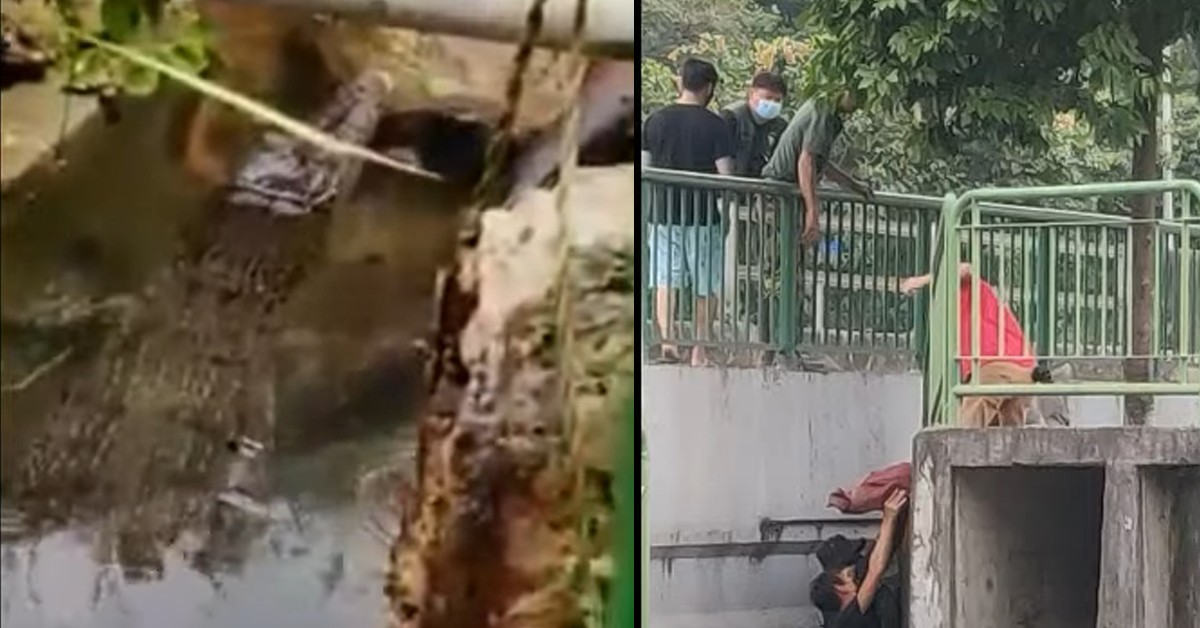 WILD CROCODILE SPOTTED FORT ROAD NEAR FORT ROAD