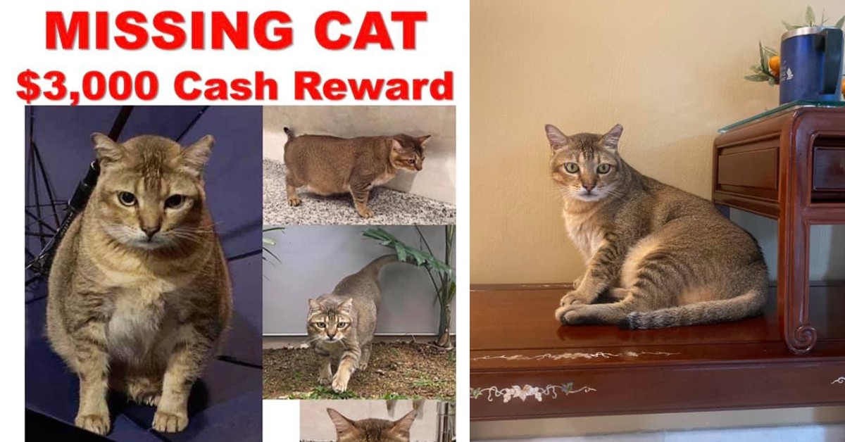$3,000 REWARD FOR MISSING CHONKY CAT, LAST SEEN AT JOO CHIAT AREA