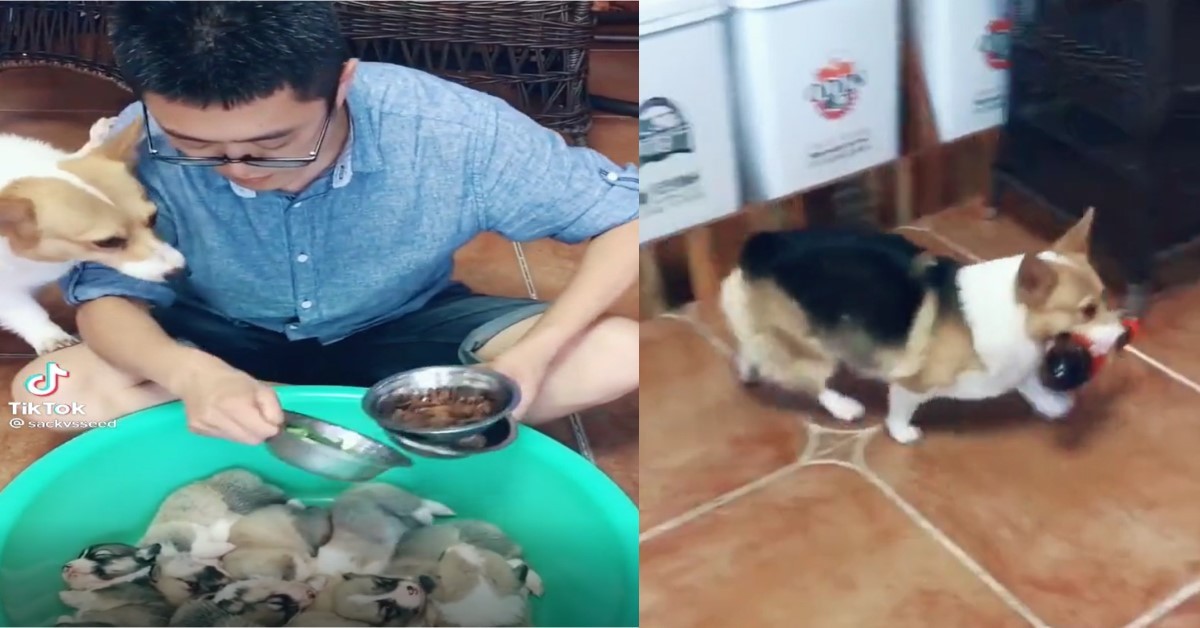 CORGI BETRAYS HER PUPS, BRINGS SAUCE TO ENCOURAGE OWNER TO COOK THEM