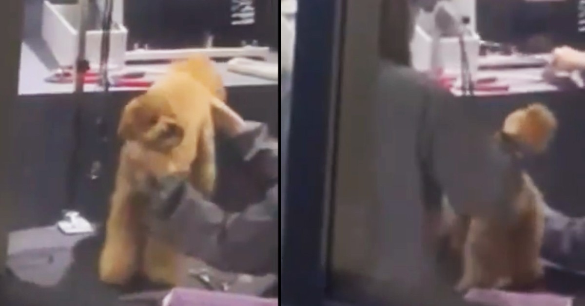 DOG GROOMER CAUGHT HITTING POODLE