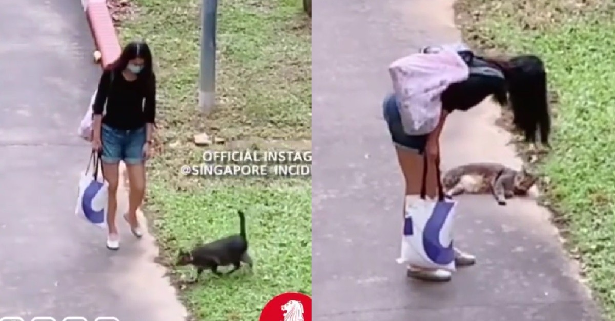 STRAY CAT LIE DOWN IN FRONT OF WOMAN, DEMAND HER TO RUB ITS BELLY