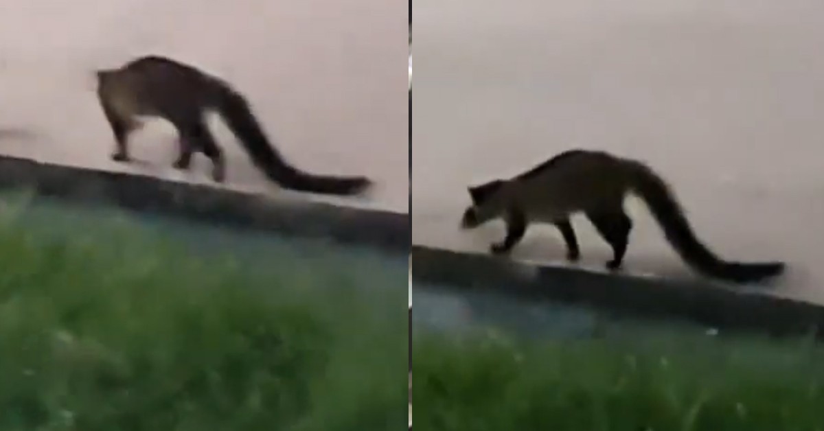 WILD CIVET CAT SPOTTED IN HDB ESTATE, DO NOT FEED IT!