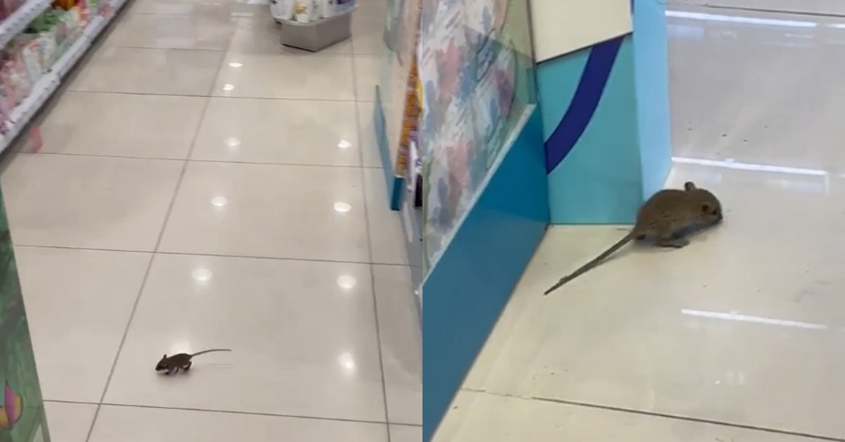 MOUSE SPOTTED AT WATSONS STORE IN HARBOURFRONT